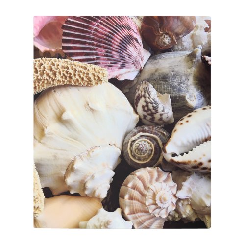 Pink Scallop Seashells Collection Photography Metal Print