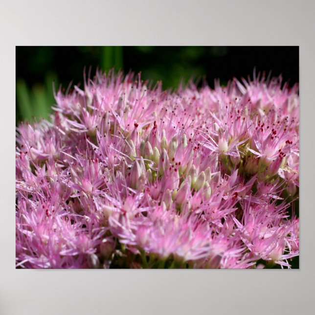 Pink Sedum Autumn Flowers Close Up Poster (Front)