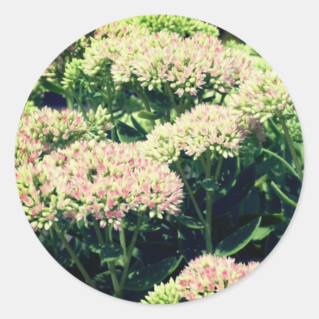 Pink Sedum Flowers Classic Round Sticker (Front)