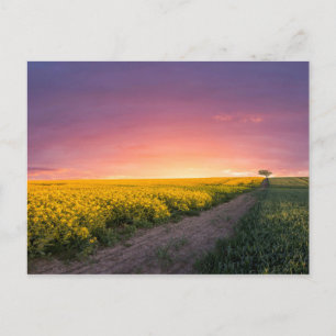 Pink Sky At Night Postcard