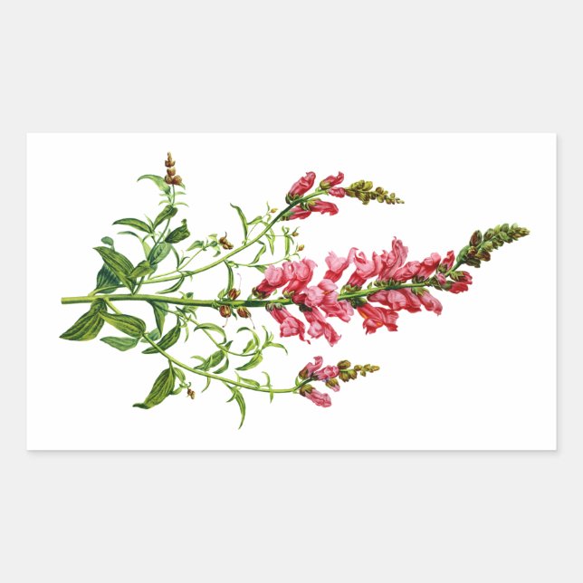 Pink Snapdragon Drawn From Nature Rectangular Sticker (Front)