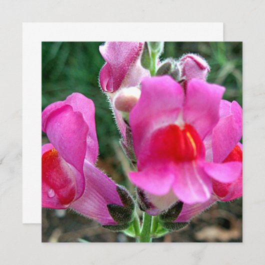 Pink Snapdragon Flowers (Front/Back)