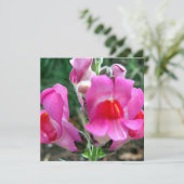 Pink Snapdragon Flowers (Standing Front)