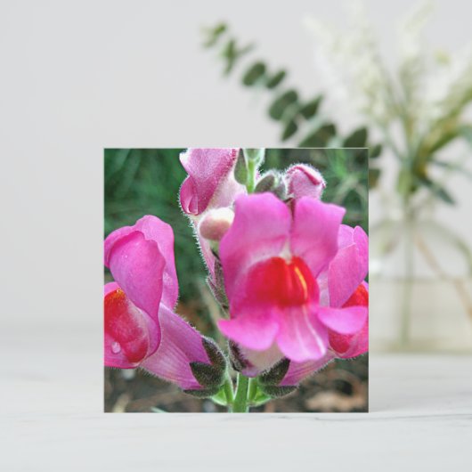 Pink Snapdragon Flowers (Standing Front)