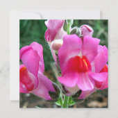 Pink Snapdragon Flowers (Front)
