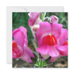 Pink Snapdragon Flowers