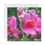 Pink Snapdragon Flowers