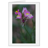 pink snapdragons (Front)