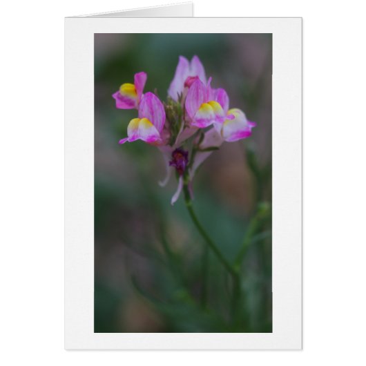 pink snapdragons cards (Front)