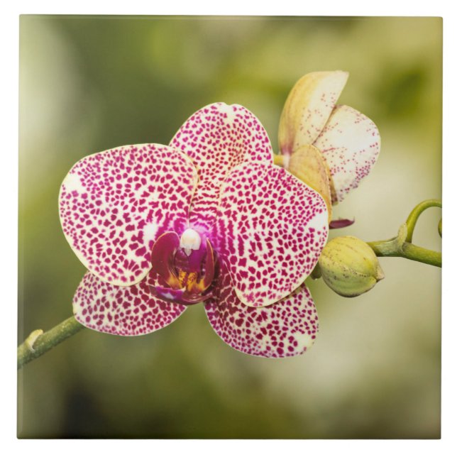 Pink spotted orchid ceramic tile (Front)