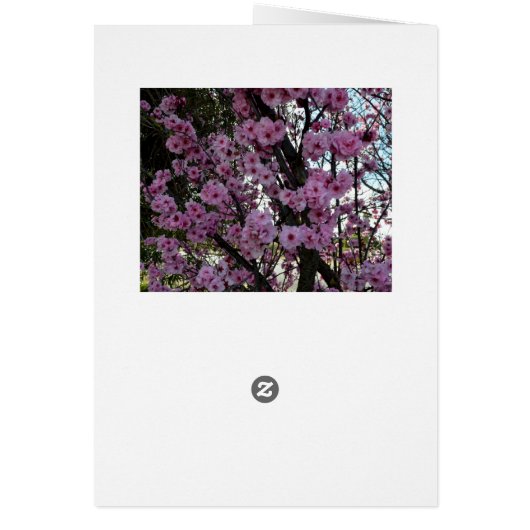 Pink Spring Blossom Tree, (Back)