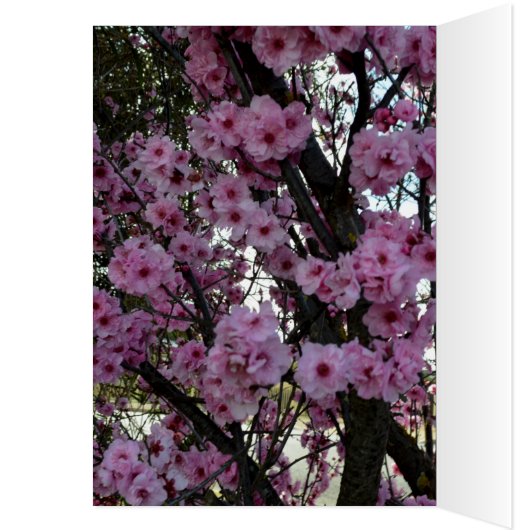 Pink Spring Blossom Tree, (Inside (Left))