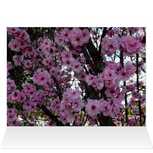 Pink Spring Blossom Tree, (Inside Horizontal (Top))