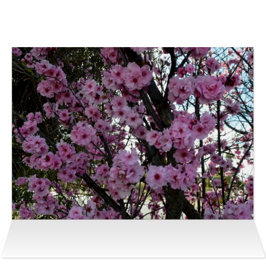 Pink Spring Blossom Tree, (Inside Horizontal (Top))