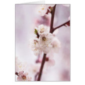 Pink spring blossoms (Front)