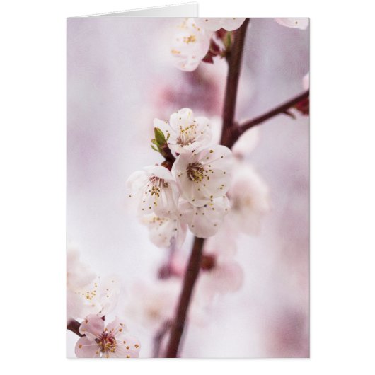 Pink spring blossoms cards (Front)
