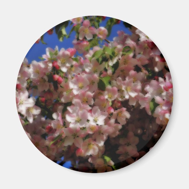 Pink Spring Blossoms Flower Magnet (Front)
