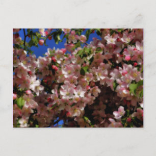 Pink Spring Blossoms Flower Postcard