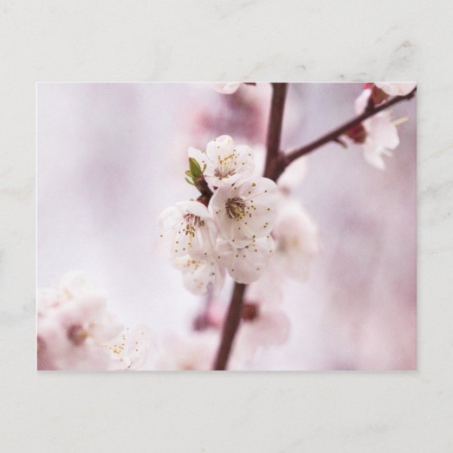 Pink spring blossoms postcard (Front)