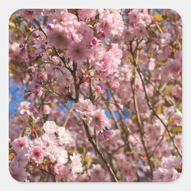 Pink Spring Cherry Blossom Square Sticker (Front)