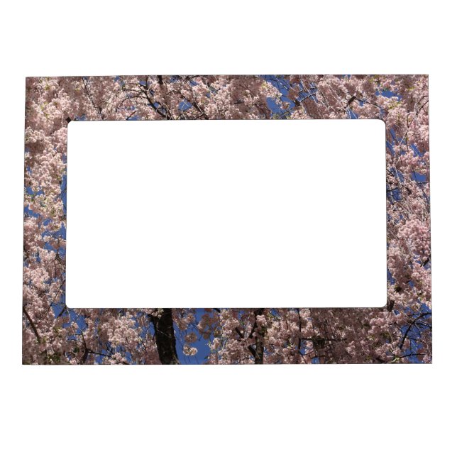 Pink Spring Flower Blossom Umbrella Blue Sky  Magnetic Frame (Front)