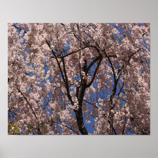 Pink Spring Flower Blossom Umbrella Blue Sky Poster (Front)