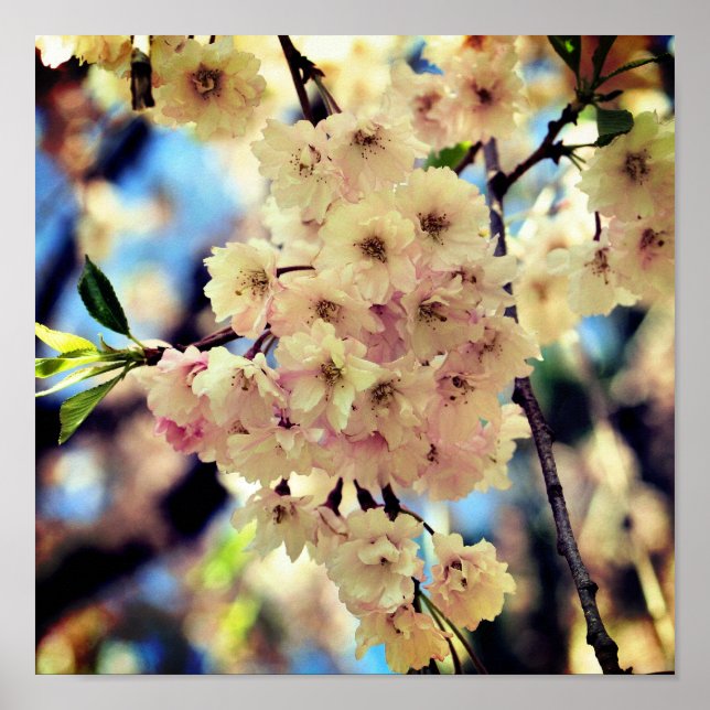 Pink Spring Flower Blossoms 3 Close Up Poster (Front)