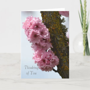 Pink Spring Flowering Tree Card