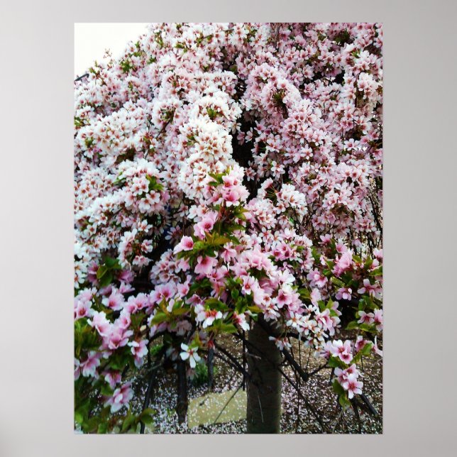 PINK SPRING Japanese Magnolia poster (Front)