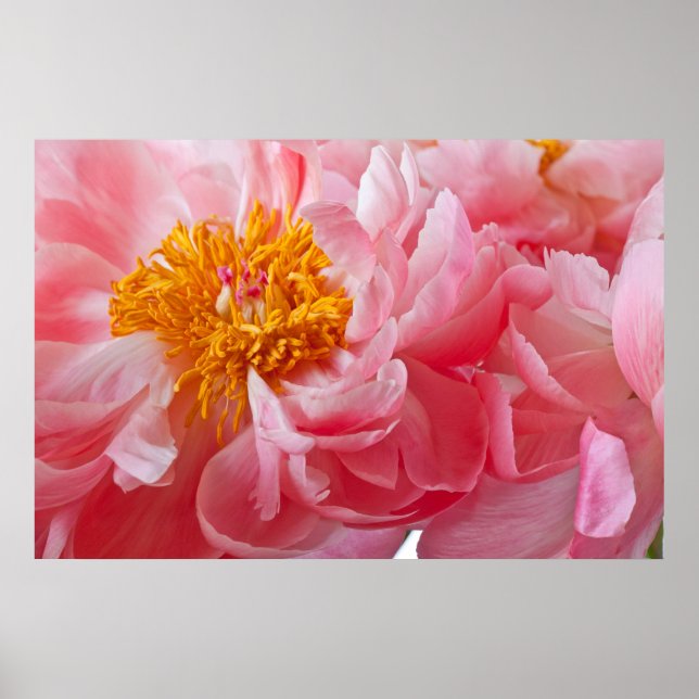 Pink Spring Peony Flower - Peonies Template Poster (Front)
