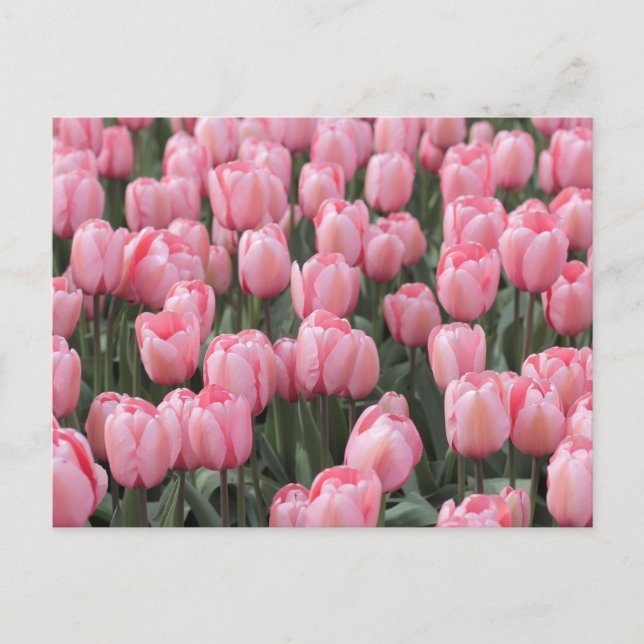 Pink Spring Tulip Flowers  Postcard (Front)