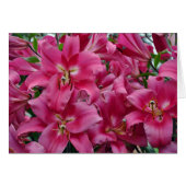 Pink stargazer lilies (Front Horizontal)