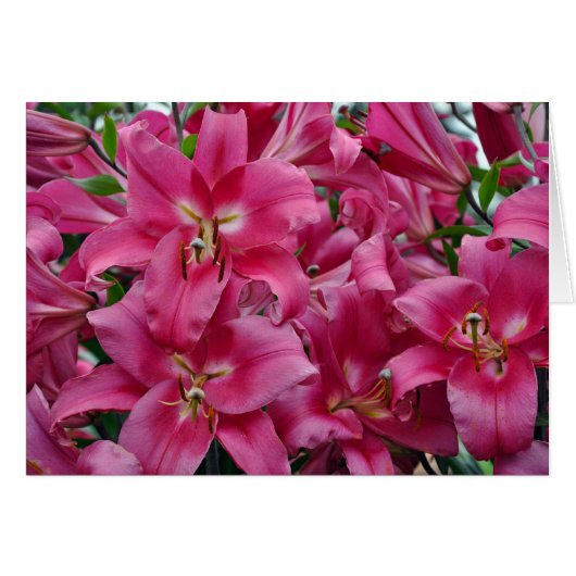 Pink stargazer lilies cards (Front Horizontal)