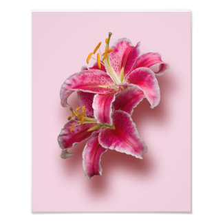 Pink Stargazer Lilies Photo Print