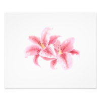 Pink Stargazer Lilies Watercolor
