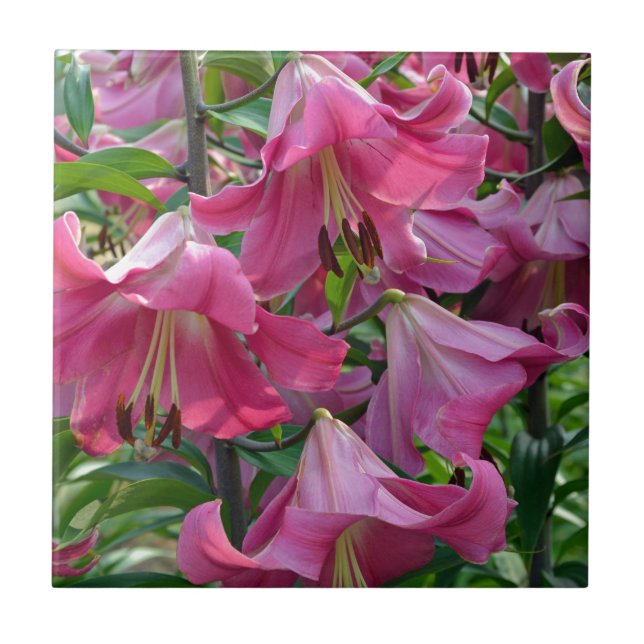 Pink stargazer lily flowers ceramic tile (Front)