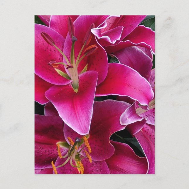 Pink stargazer lily flowers    postcard (Front)