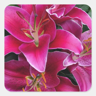 Pink stargazer lily flowers       square sticker