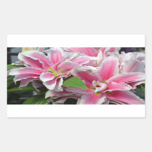 Pink stargazer lily flowers sticker