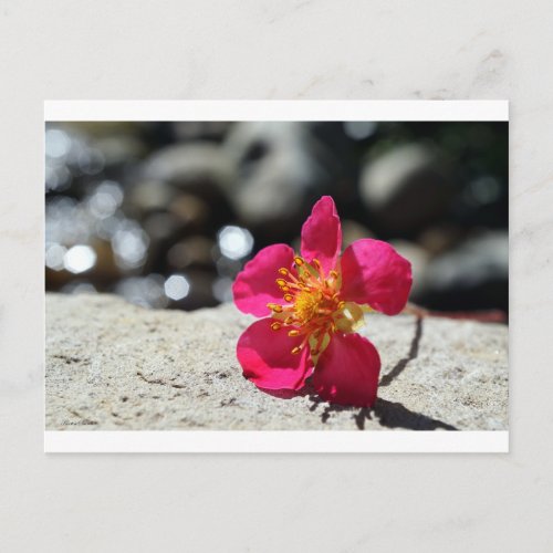 Pink Strawberry Flower Photograph Postcard