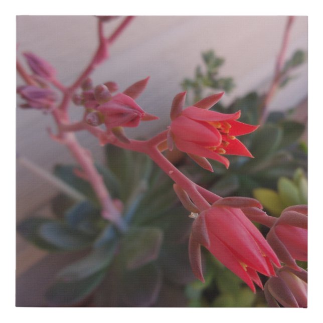 Pink Succulent Wall Art (Front)