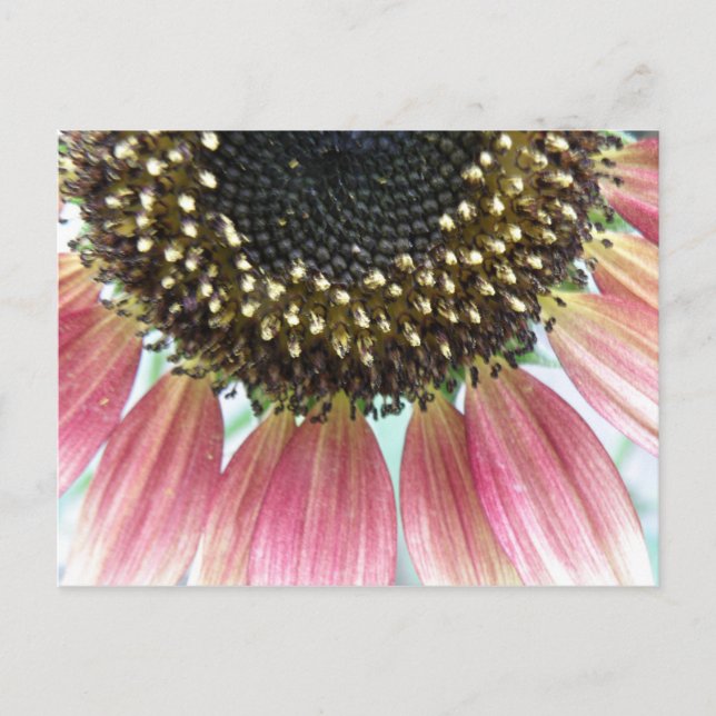 Pink Sunflower Postcard (Front)
