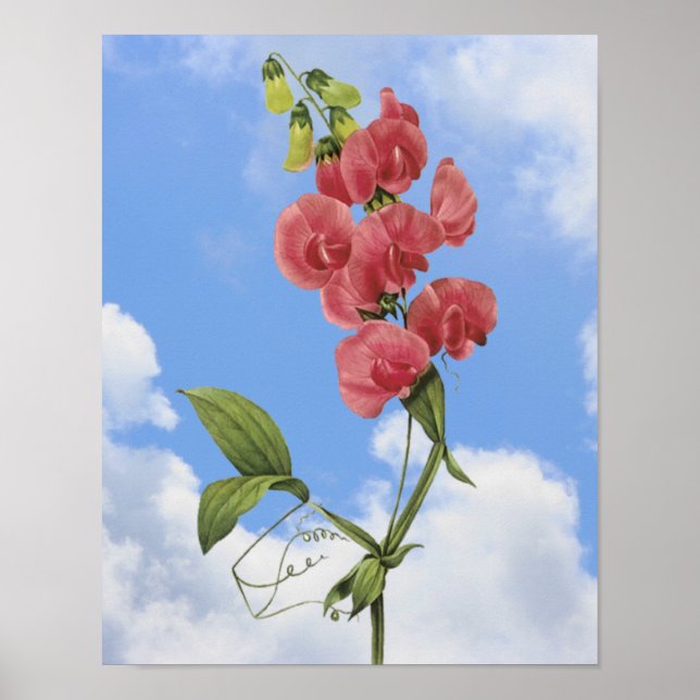 Pink Sweet Pea Flower Art  Poster (Front)