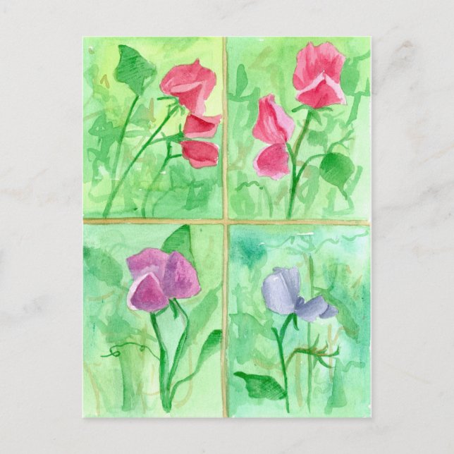 Pink Sweet Pea Flowers Watercolor Painting Postcard (Front)