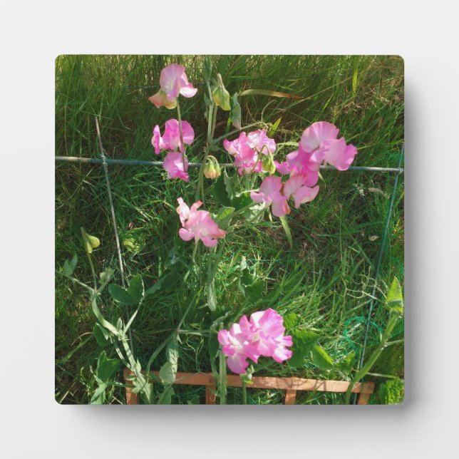 Pink Sweet Pea Plaque (Front)