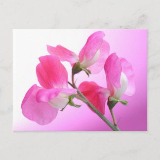 Pink Sweet Pea - Spring Fragrance - postcard