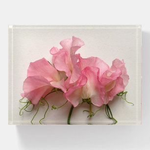 Pink sweet peas close up paperweight