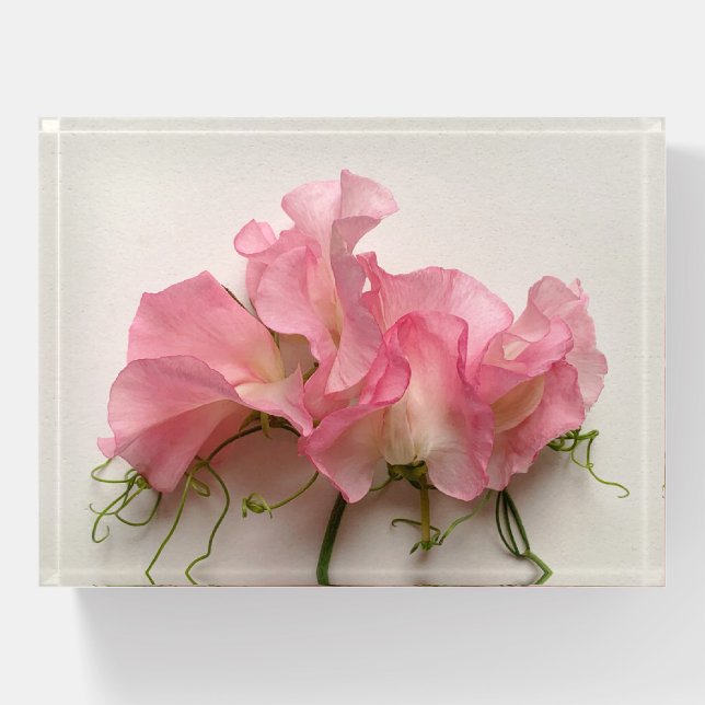 Pink sweet peas close up paperweight (Front)
