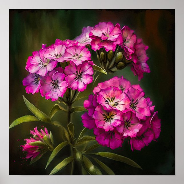 Pink Sweet William Flower Art Print Poster (Front)