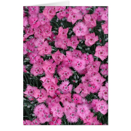 Pink sweet william flowers cards (Front)